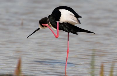 Black-winged Stilt (Himantopus himantopus)