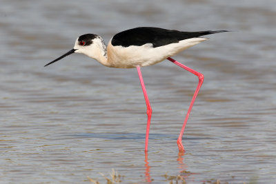 Black-winged Stilt (Himantopus himantopus)