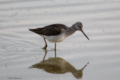 Greenshank - Oroklini Marsh