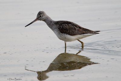 Greenshank - Oroklini Marsh