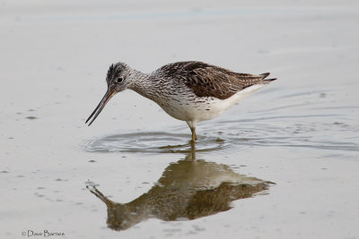 Greenshank - Oroklini Marsh