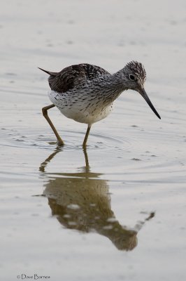 Greenshank - Oroklini Marsh