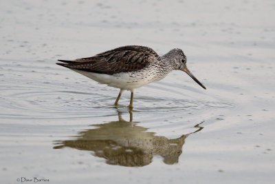 Greenshank - Oroklini Marsh