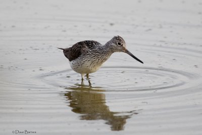 Greenshank - Oroklini Marsh