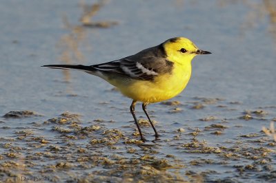 Citrine Wagtail