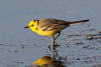 Citrine Wagtail