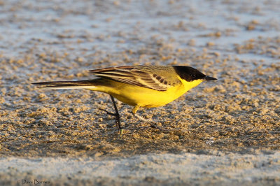 Black-headed Wagtail (Motacilla feldegg)