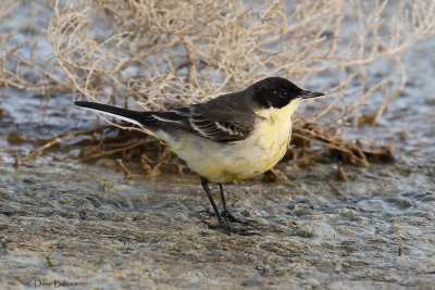 Black-headed Wagtail (Motacilla feldegg)