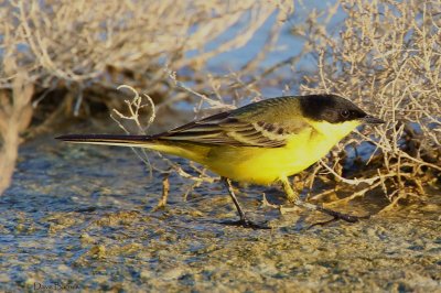 Black-headed Wagtail (Motacilla feldegg)