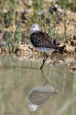 Marsh Sandpiper - Oroklini Marsh