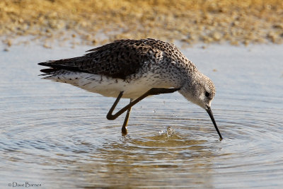 Marsh Sandpiper - Oroklini Marsh