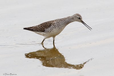 Marsh Sandpiper - Oroklini Marsh