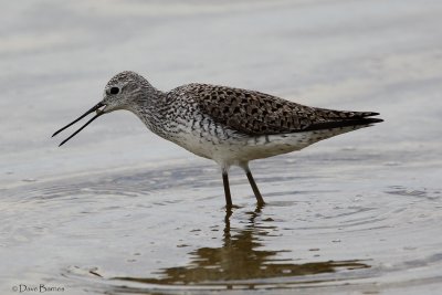 Marsh Sandpiper - Oroklini Marsh