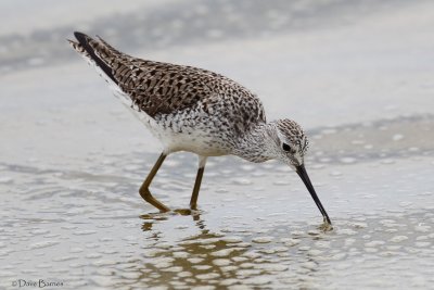 Marsh Sandpiper (Tringa stagnatilis)