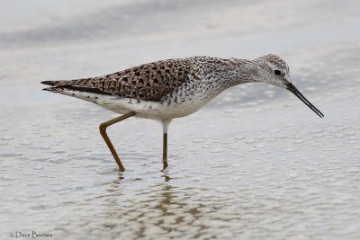 Marsh Sandpiper - Oroklini Marsh