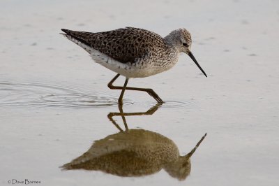 Marsh Sandpiper - Oroklini Marsh