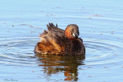 Little Grebe (Tachybaptus ruficollis)