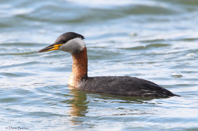 Red-necked Grebe (Podiceps cristatus)