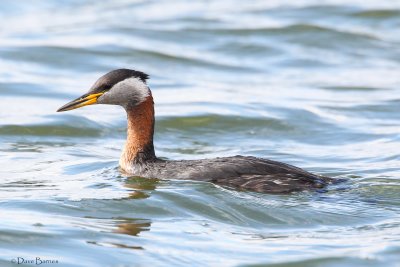 Red-necked Grebe (Podiceps cristatus)