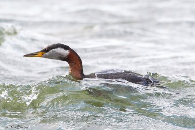 Red-necked Grebe (Podiceps cristatus)
