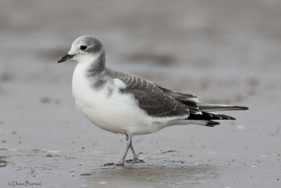 Sabine's Gull (Xema sabini).