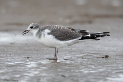 Sabine's Gull (Xema sabini)