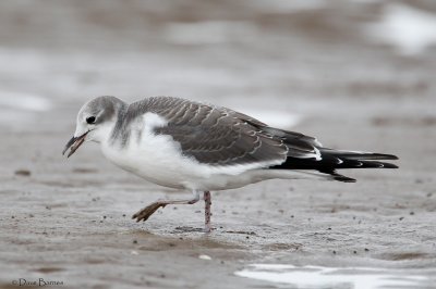 Sabine's Gull (Xema sabini)