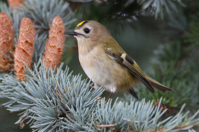 Goldcrest (Regulus regulus)