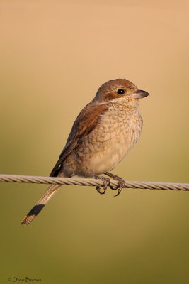 Red-backed Shrike (Lanius collurio) - Antalya Province