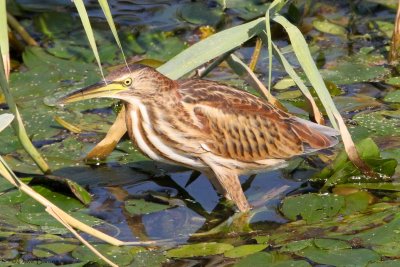 Little Bittern (Ixobrychus minutus)