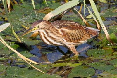 Little Bittern-1131.jpg