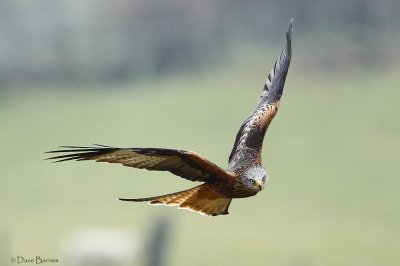 Red Kite (Milvus milvus)