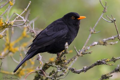 Common Blackbird (Turdus merula)