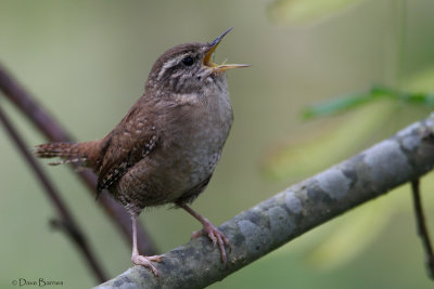 Eurasian Wren (Troglodydes troglodytes) - Trench Wood