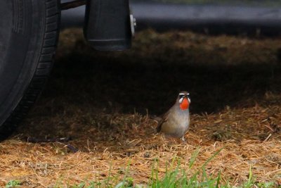 Siberian Rubythroat Luscinia calliope