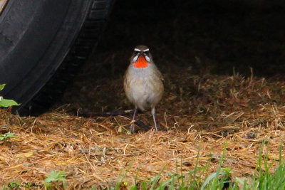 Siberian Rubythroat Luscinia calliope