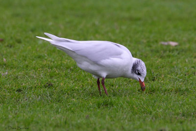 Mediterranean Gull (Ichthyaetus melanocephalus) adult winter