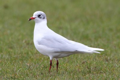 Mediterranean Gull (Ichthyaetus melanocephalus) adult winter