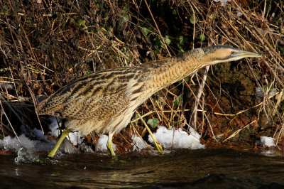 Great Bittern (Botaurus stelleraris)