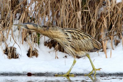 Great Bittern (Botaurus stelleraris)