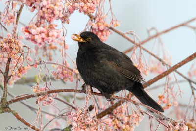 Blackbird (Turdus merula)