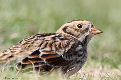 Lapland Bunting (Calcarius lapponicus)