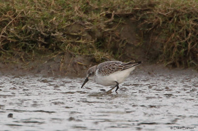 Western Sandpiper-0059.jpg