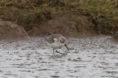 Western Sandpiper-0064.jpg