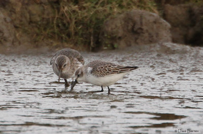 Western Sandpiper-0073.jpg