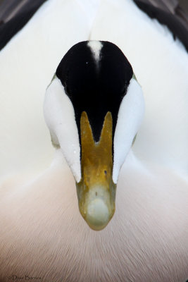 Common Eider (Somateria mollissima)