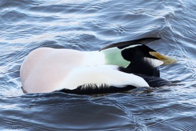 Common Eider (Somateria mollissima)