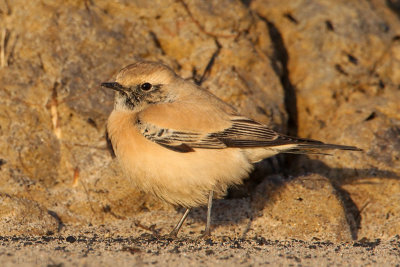 Desert Wheatear (Oenanthe deserti)