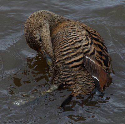 Common Eider (Somateria mollissima)