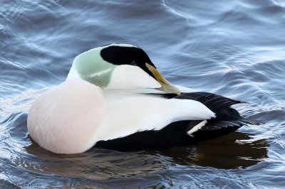 Common Eider (Somateria mollissima)